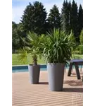 Natural - Belle Natural - Belle