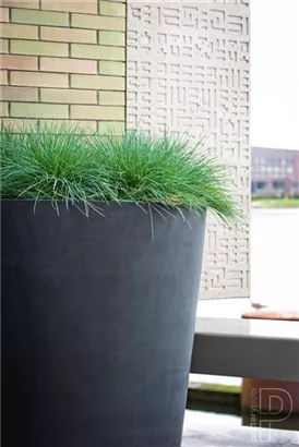 Natural - Belle Natural - Belle