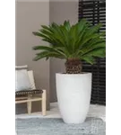 Cement - Ben Cement - Ben