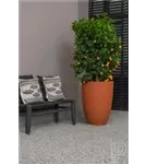 Cement - Ben Cement - Ben