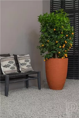 Cement - Ben Cement - Ben