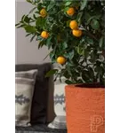 Cement - Ben Cement - Ben