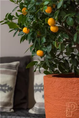 Cement - Ben Cement - Ben