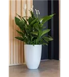 Cement - Ben Cement - Ben