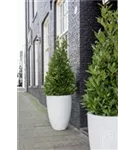 Cement - Ben Cement - Ben