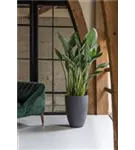 Cement - Ben Cement - Ben