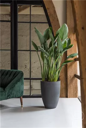 Cement - Ben Cement - Ben