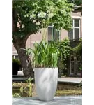 Cement - Ben Cement - Ben