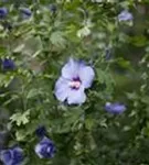 Garteneibisch 'Blue Bird' - Hibiscus 'Blue Bird'