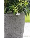 Cement - Ben Cement - Ben