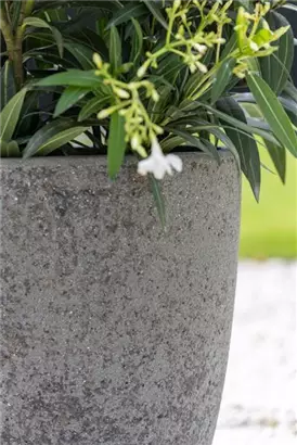 Cement - Ben