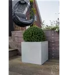 Natural - Block