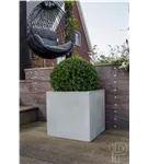 Natural - Block