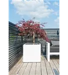 Natural - Block