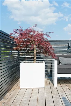 Natural - Block
