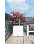 Natural - Block