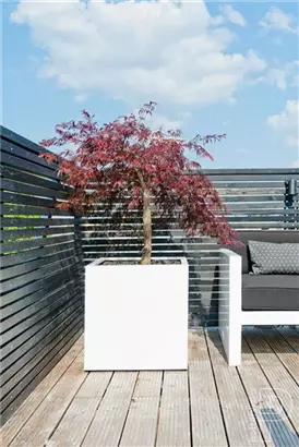 Natural - Block