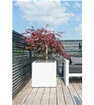 Natural - Block
