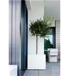 Natural - Block