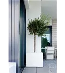Natural - Block
