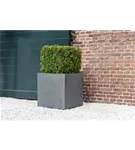 Natural - Block Natural - Block