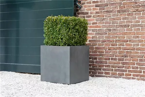 Natural - Block