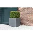 Natural - Block
