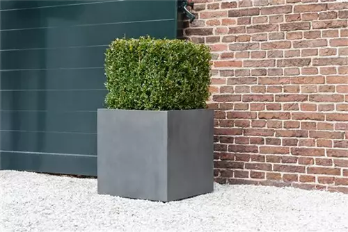 Natural - Block