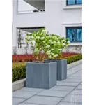 Natural - Block