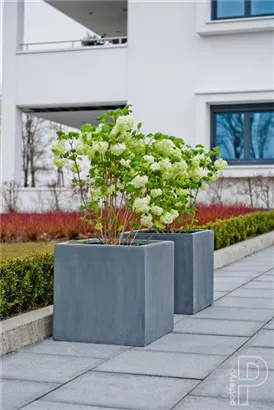 Natural - Block