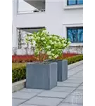 Natural - Block