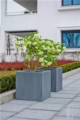 Natural - Block