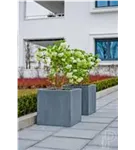 Natural - Block