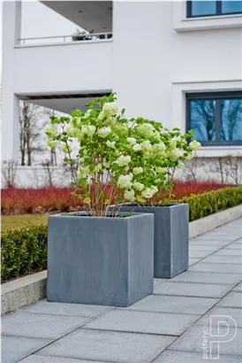 Natural - Block