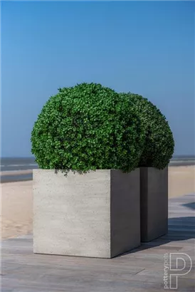 Natural - Block