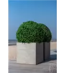 Natural - Block