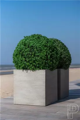 Natural - Block