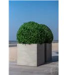 Natural - Block