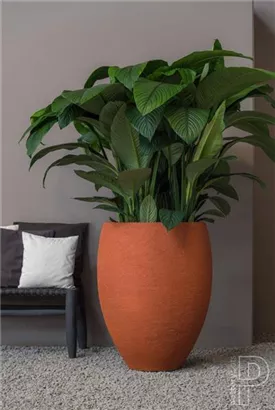 Natural - Bond Natural - Bond