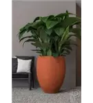 Natural - Bond