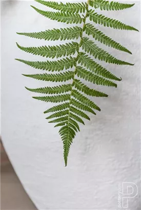 Natural - Bond Natural - Bond