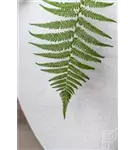 Natural - Bond
