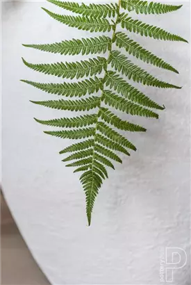 Natural - Bond