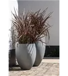 Natural - Bond