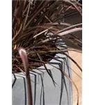 Natural - Bond Natural - Bond