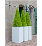 Cement - Bouvy