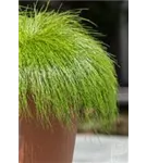 Natural - Bucket Natural - Bucket