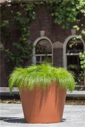 Natural - Bucket Natural - Bucket