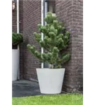 Natural - Bucket Natural - Bucket