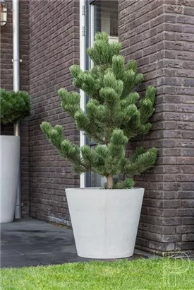 Natural - Bucket Natural - Bucket